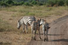 IMG 7728-Kenya, zebras at Kimana Reserve